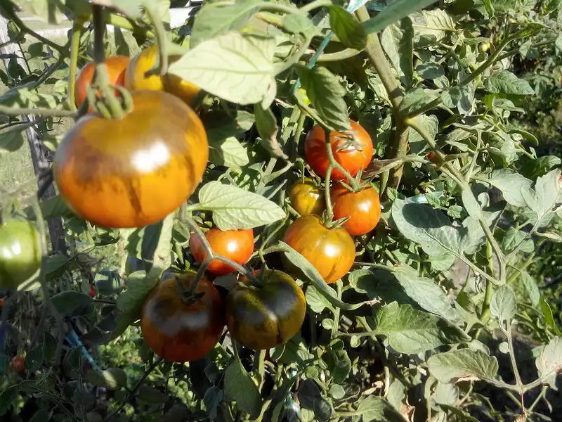 Ambrosia Giant
