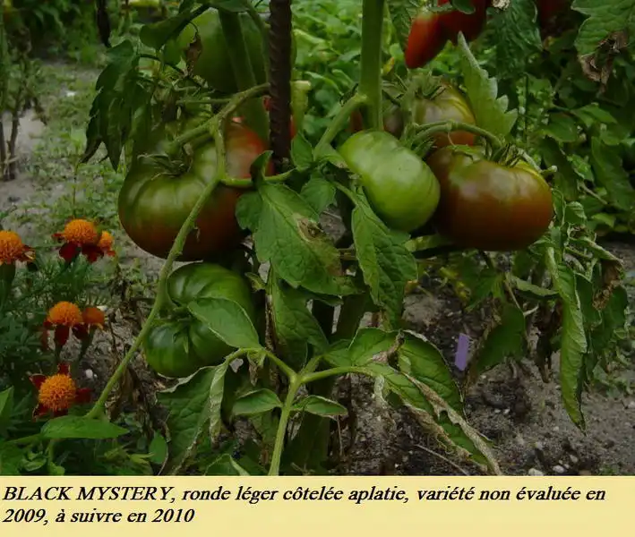 Black Mystery