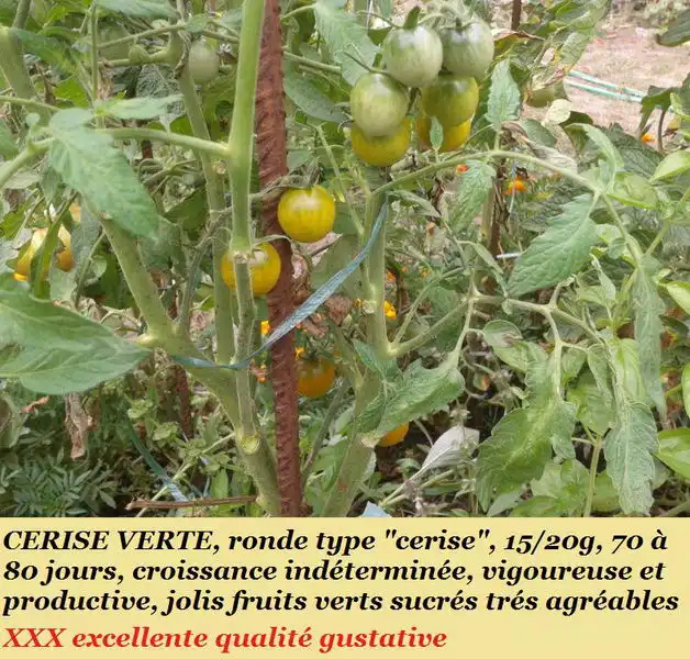 Cerise Verte