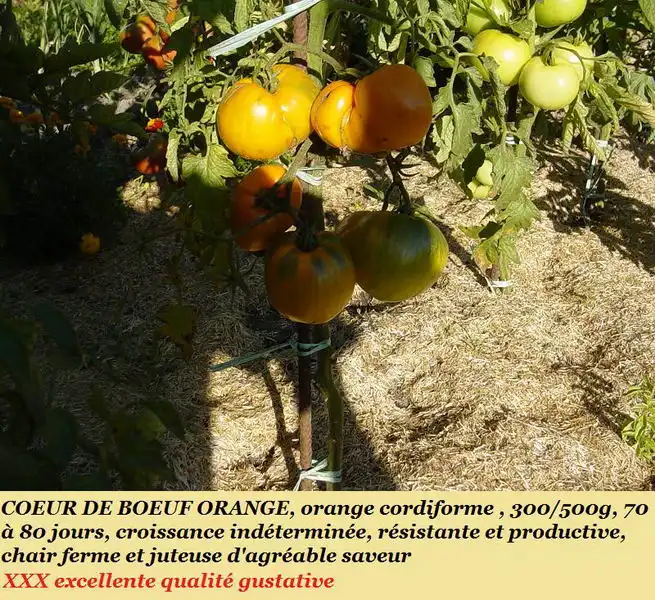 Coeur de Boeuf Orange