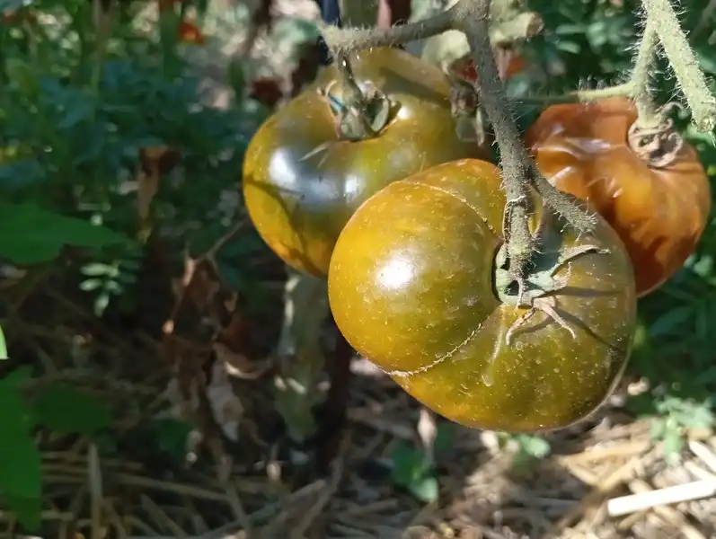 Emerald Green Apple