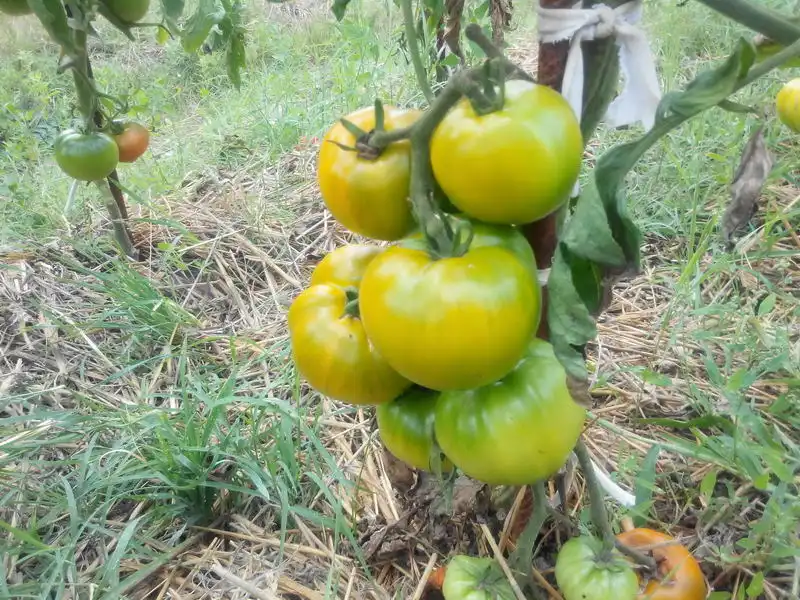 Gostinets