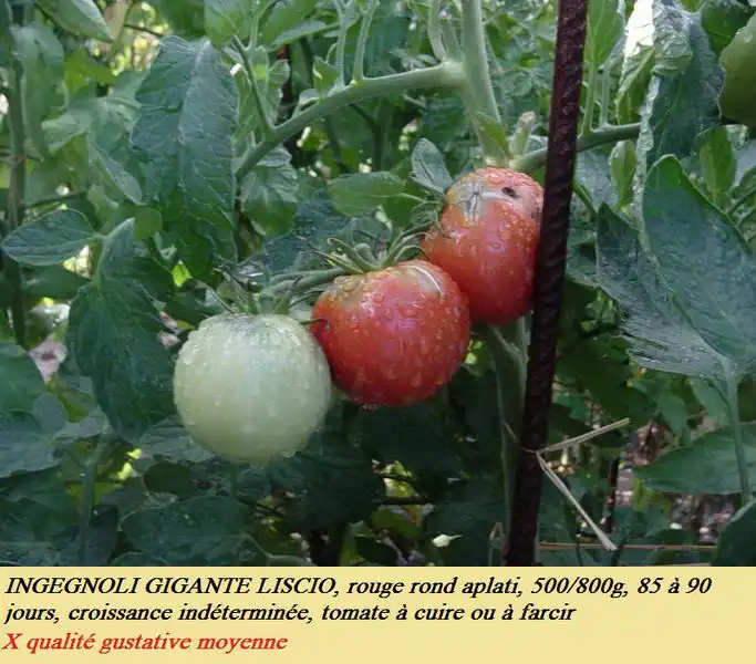 Ingegnoli Gigante Liscio