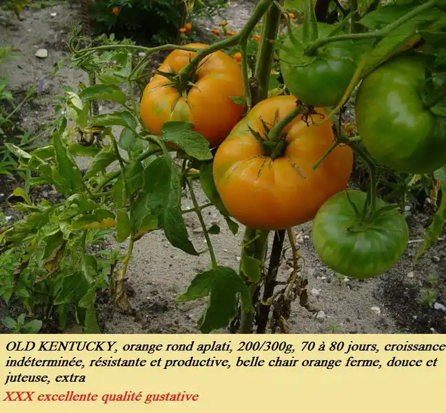 Old Kentucky