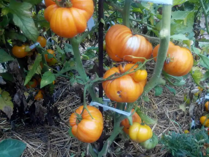 Orange Jazz