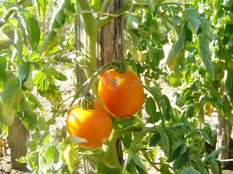 Orange Queen