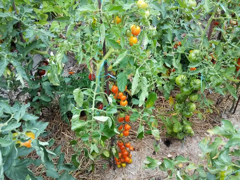 Sweet Orange